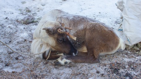 В тундре Ямала из-за аномальных морозов от голода умирают олени