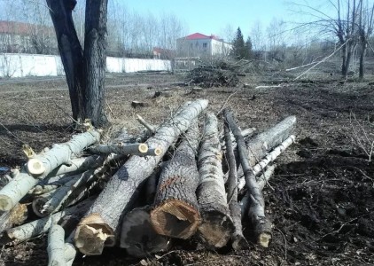 В Тюмени возбудили дело о незаконной вырубке деревьев на 12 млн рублей