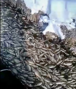 Массовая гибель рыбы на Самотлоре произошла в конце февраля