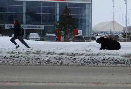 В Нижневартовске, сбежавший из вольера медведь, набросился на прохожих