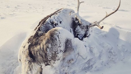 Уральские ученые опубликовали фото погибших из-за голода оленей в ямальской тундре