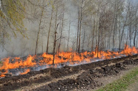 Рослесхоз рекомендовал Александру Моору ввести режим ЧС в регионе из-за лесных пожаров