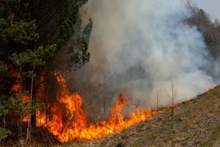 В Тюменской области взят новый рекорд по площади природных пожаров за сутки