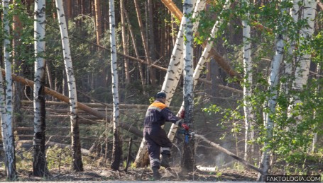 В Тюменской области возбуждено 15 уголовных дел по факту "повреждения лесов"