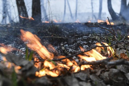 В ХМАО из-за резкого потепления власти ввели особый противопожарный режим в 11 муниципалитетах