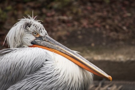 В Тюменской области продолжается мор пеликанов от птичьего гриппа
