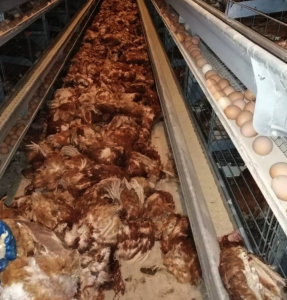 Тюменская птицефабрика «Боровская» после крупнейшей в стране вспышки птичьего гриппа приступила к выпуску продукции