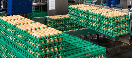 Птицефабрика «Боровская», которой из бюджета области выделено более 1 млрд рублей, планирует в 2023 году утроить производство яиц