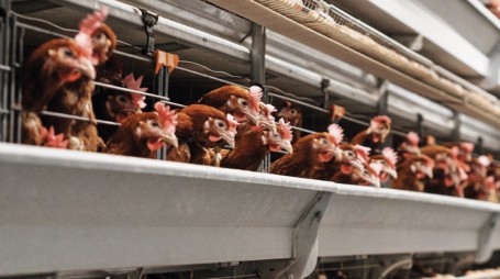 Власти Тюменской области обновляют совет директоров птицефабрики «Боровская» после вспышки птичьего гриппа