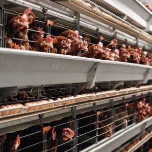 Власти Тюменской области ввели карантин на крупнейшей птицефабрике из-за птичьего гриппа