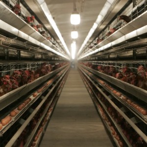 Работа Боровской птицефабрики, где произошла вспышка птичьего гриппа, будет приостановлена до весны 2022 года