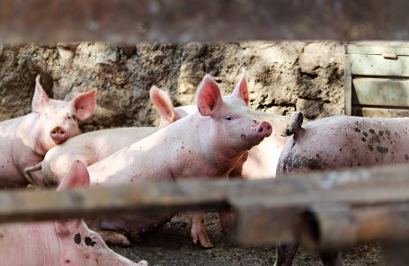 В Сургутском районе отменен карантин, введенный из-за гибели свиней от африканской чумы