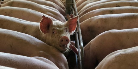 На центральном рынке Сургута обнаружена свинина из фермерского хозяйства, где выявили африканскую чуму