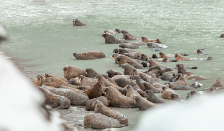 На Ямале третий год подряд учёные фиксируют лежбище атлантических моржей