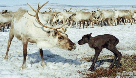 На Ямала в этом году родятся 350 тысяч северных оленей