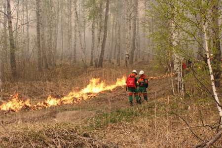 В Тюменской области снова горит лес