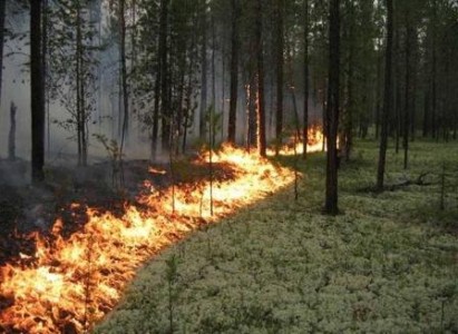 Площадь лесных пожаров в ХМАО с момента снятия режима ЧС увеличилась в 32 раза
