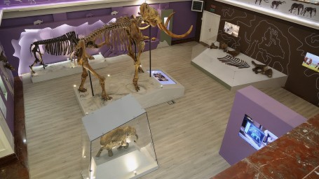 Найденный в ЯНАО скелет мамонта выставили в музее