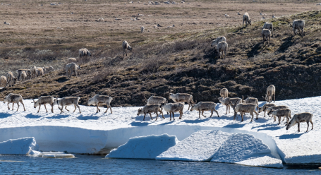 На Ямале увеличилась популяция диких северных оленей и лосей