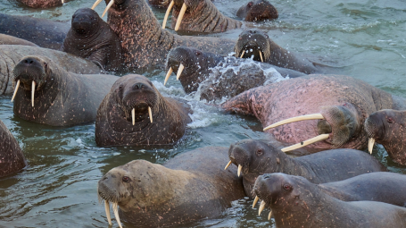 В ЯНАО может появиться природоохранная зона для моржей, которые расплодились на побережье Карского моря