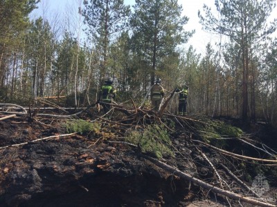 МЧС: в Тюменской области снята угроза населенным пунктам от лесных пожаров