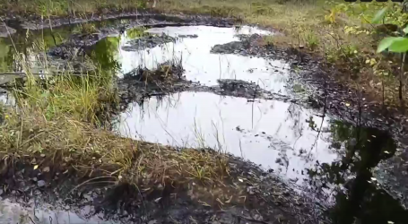 Еще один нефтяной разлив в лесу обнаружили жители ХМАО во время сбора грибов