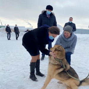 В ХМАО суд взыскал с мэрии 100 тыс. рублей за нападение бродячих собак на ребенка