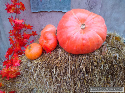 Власти ХМАО заявили о недопустимости празднования Хэллоуина в регионе