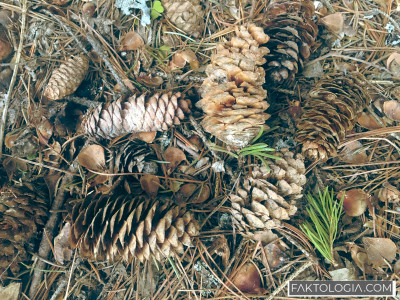 Власти ХМАО не смогли оценить бюджетный эффект от заготовки кедрового ореха