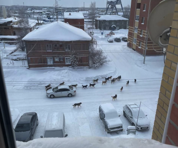 «Вы понимаете, что это ЧП районного масштаба?» Бастрыкин поручил возбудить дело из-за агрессивных стай собак в ХМАО